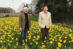 Dafodils