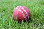 Cricket